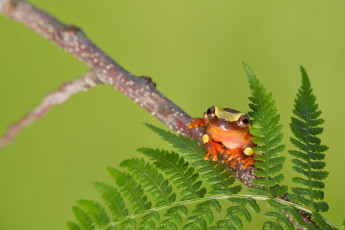 Картинка животные лягушки листья ветка лягушка природа