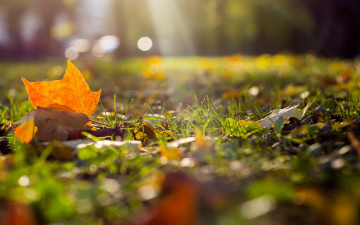 Картинка природа листья осень