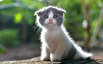 Картинка животные коты малыш лапочка котёнок