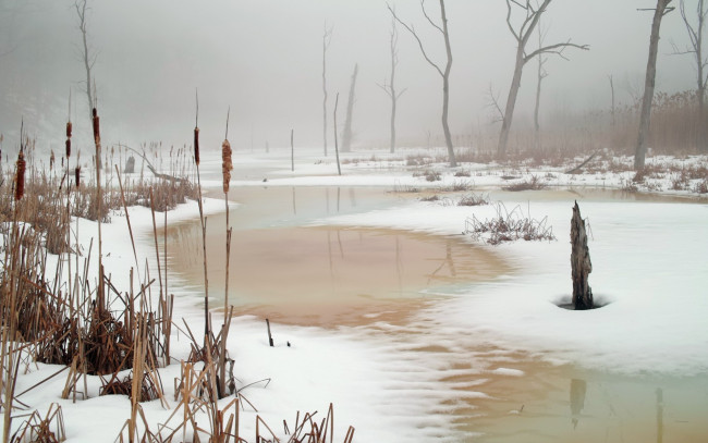 Обои картинки фото природа, зима, камыш, озеро, снег