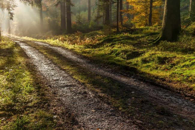 Обои картинки фото природа, дороги, лес, осень, дорога, утро