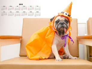 Картинка календари животные кресло плащ колпак взгляд собака