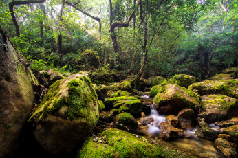 Картинка природа лес река мох камни деревья поток