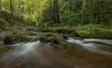 Картинка природа реки озера зелень лето поток река лес
