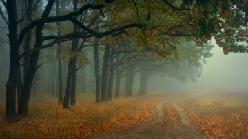 Картинка природа дороги осень пейзаж лес туман