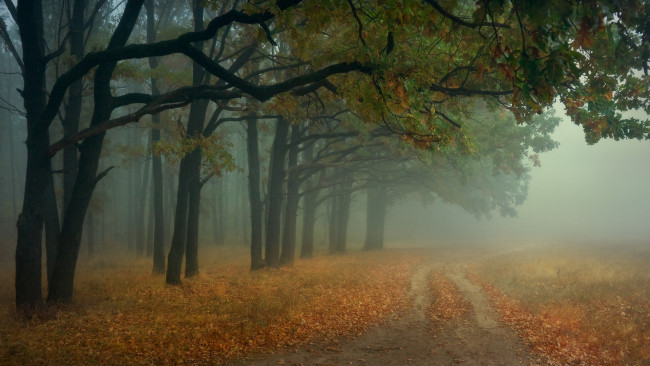 Обои картинки фото природа, дороги, осень, пейзаж, лес, туман