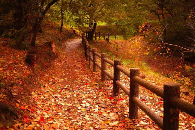Обои картинки фото природа, дороги, тропинка, забор, парк, деревья, листья, осень