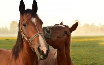 Картинка животные лошади лошадь жеребенок гнедые