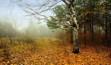 Картинка природа лес листья осень туман