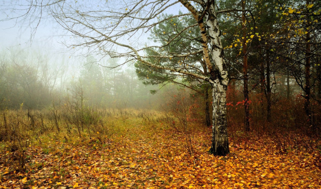 Обои картинки фото природа, лес, листья, осень, туман
