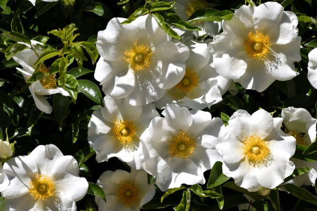 Обои картинки фото cherokee rose, цветы, шиповник, cherokee, rose