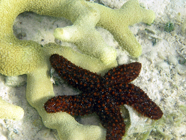 Обои картинки фото small, starfish, животные, морские, звёзды