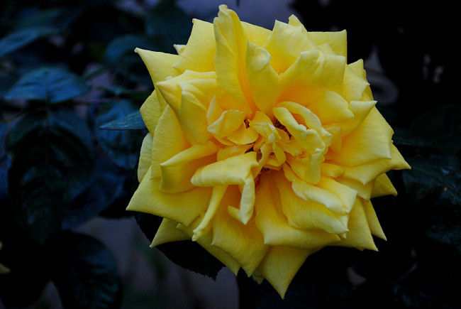 Обои картинки фото цветы, розы, жёлтый