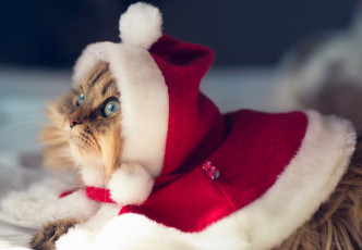 Картинка животные коты christmas cat benjamin torode daisy