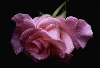 Картинка цветы розы розовый капли лепестки
