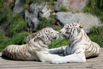 Картинка животные тигры белый чувства пара