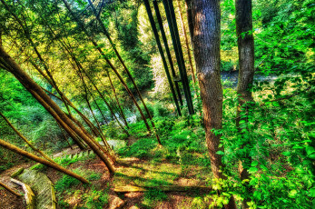 Картинка природа лес hdr грузия