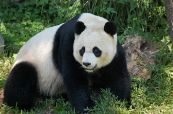 Картинка животные панды медведь большой