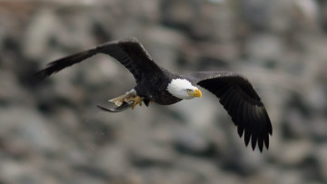 Картинка животные птицы хищники bird bald eagle полет взмах крылья белоголовый орлан