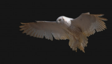 Картинка животные совы крылья полет белый