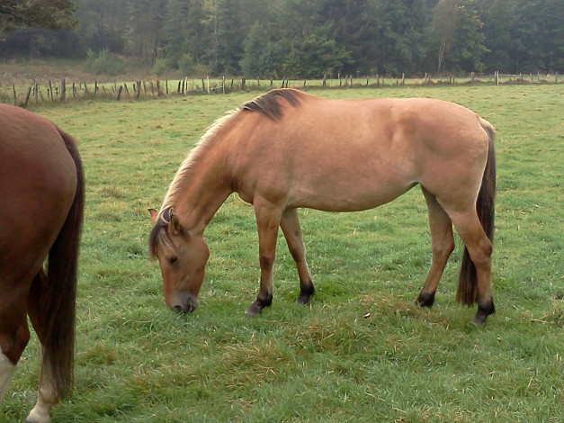 Обои картинки фото животные, лошади, лошадь
