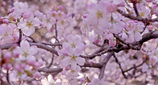 Обои картинки фото цветы, сакура, вишня, розовый, весна, дерево, ветки