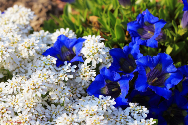 Обои картинки фото цветы, разные, вместе, синий, белый