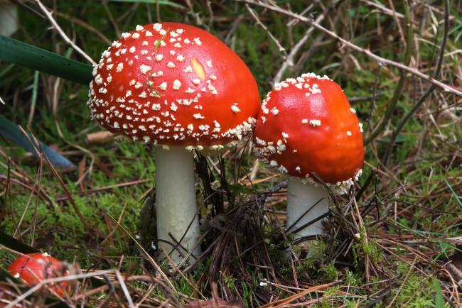 Обои картинки фото природа, грибы, мухомор