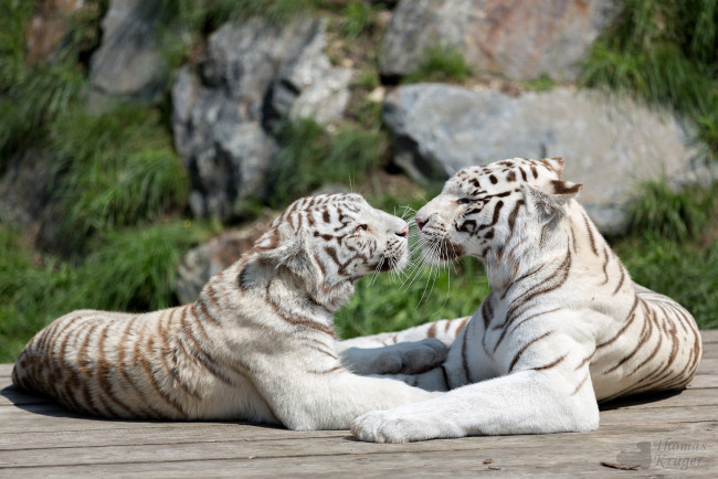 Обои картинки фото животные, тигры, белый, чувства, пара