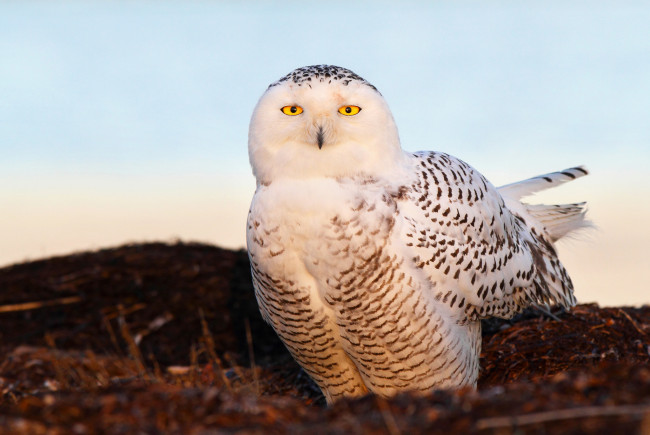 Обои картинки фото животные, совы, свет, глаза, snow, owl, снежная, сова