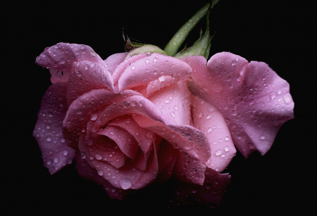 Обои картинки фото цветы, розы, розовый, капли, лепестки