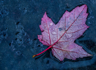 Картинка природа листья капли лист вода осень