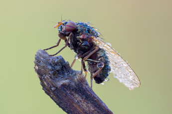 Картинка животные насекомые макро зелёный фон муха утро насекомое роса капли травинка