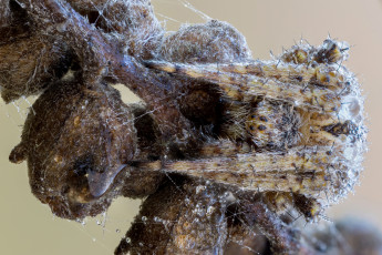 Картинка животные пауки макро травинка насекомое фон вода роса личинка божья коровка