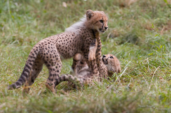 Картинка животные гепарды борьба игра детёныши пара