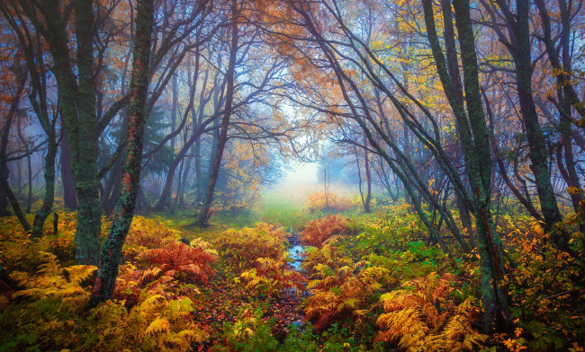 Обои картинки фото природа, лес, осень, желтые, листья, ветки, туман, папоротник, деревья