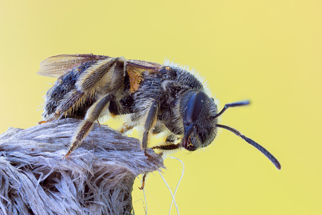 Обои картинки фото животные, пчелы,  осы,  шмели, макро, фон, насекомое, пчела, травинка