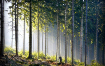 Картинка природа лес свет деревья сосны бор