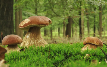 Картинка природа грибы боровики