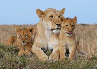 Картинка животные львы семя прайд