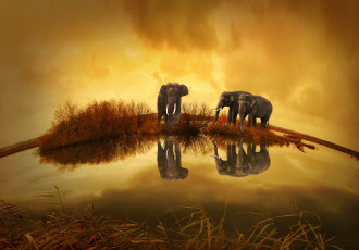 обоя животные, слоны, фон, природа