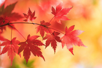 Картинка природа листья клён осень Японский ветка фон