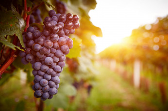 Картинка природа Ягоды +виноград гроздь урожай