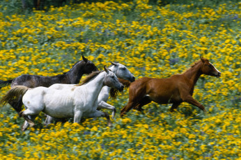 Картинка животные лошади галоп луга цветы