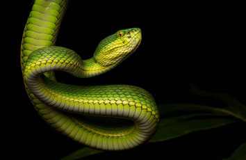 Картинка животные змеи +питоны +кобры змейка