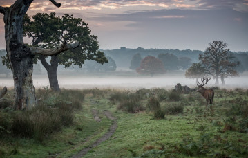 Картинка животные олени олень утро туман