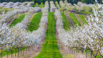 Картинка природа поля сад весна вишня деревья цветение трава