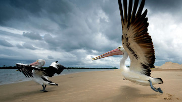 Картинка животные пеликаны