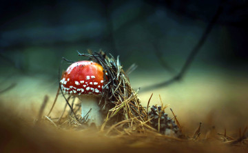 обоя природа, грибы,  мухомор, одиночка