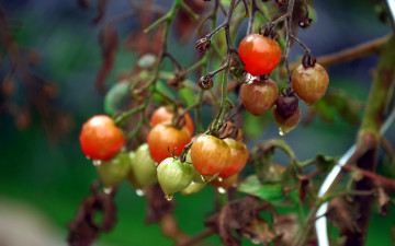 Картинка природа плоды помидоры капли
